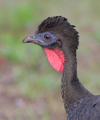 Crested Guan (Penelope purpurascens) photo image