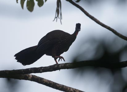 Crested Guan (Penelope purpurascens) photo image