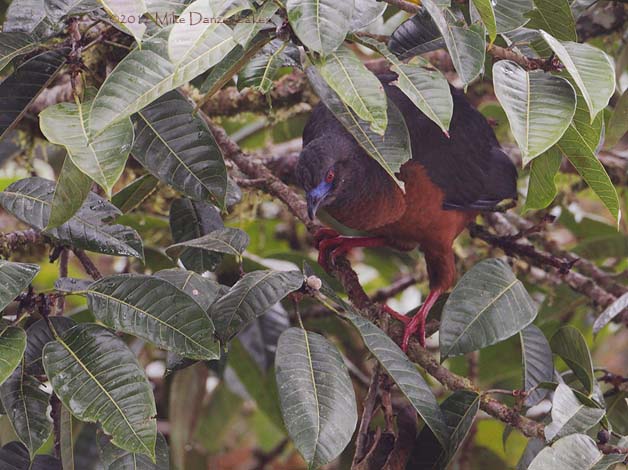 Sickle-winged Guan (Chamaepetes goudotii) photo image