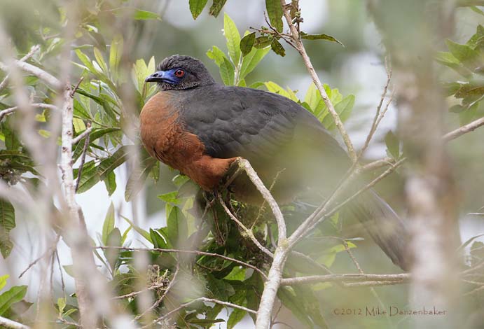 Sickle-winged Guan (Chamaepetes goudotii) photo