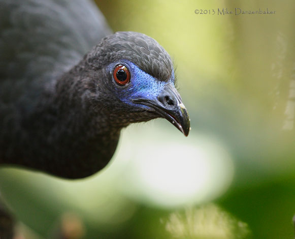 Sickle-winged Guan (Chamaepetes goudotii) photo