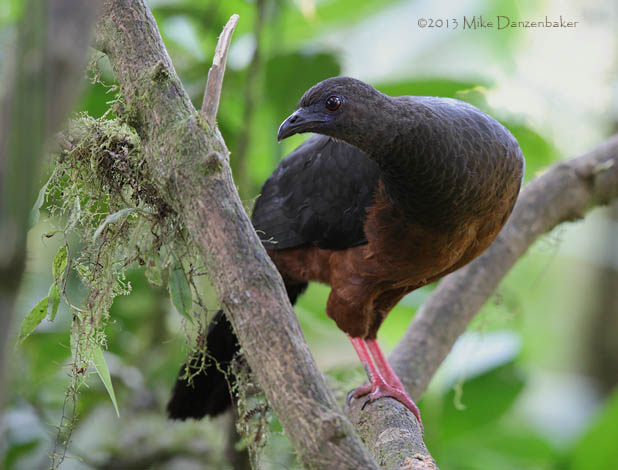 Sickle-winged Guan (Chamaepetes goudotii) photo