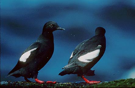 Pigeon Guillemot (Cepphus columba) photo image