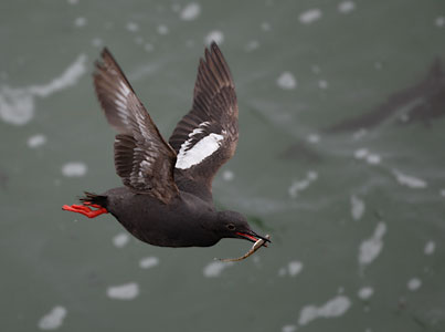 Pigeon Guillemot (Cepphus columba) photo image