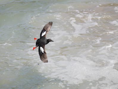 Pigeon Guillemot (Cepphus columba) photo image