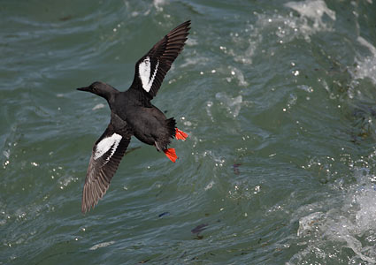 Pigeon Guillemot (Cepphus columba) photo image