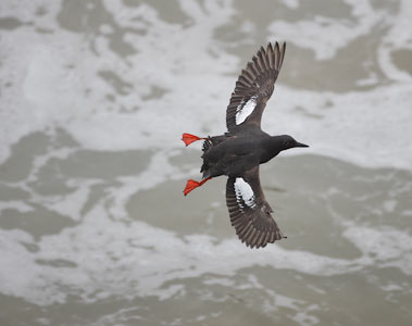 Pigeon Guillemot (Cepphus columba) photo image