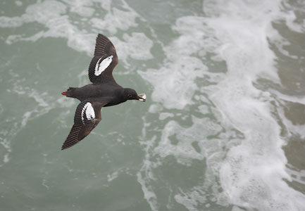 Pigeon Guillemot (Cepphus columba) photo image