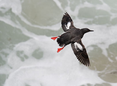 Pigeon Guillemot (Cepphus columba) photo image