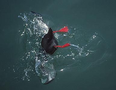 Pigeon Guillemot (Cepphus columba) photo image