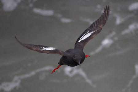 Pigeon Guillemot (Cepphus columba) photo image