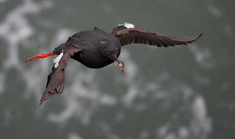 Pigeon Guillemot (Cepphus columba) photo image