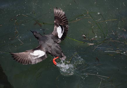 Pigeon Guillemot (Cepphus columba) photo image