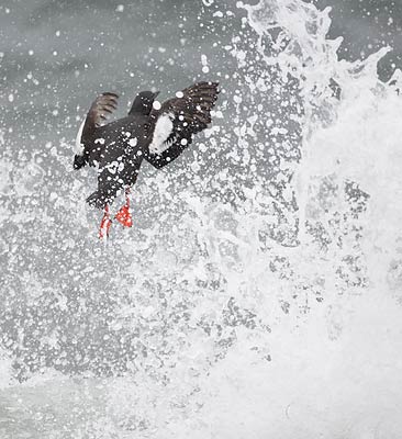 Pigeon Guillemot (Cepphus columba) photo image