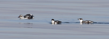 Pigeon Guillemot (Cepphus columba) photo image