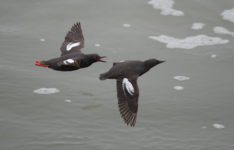 Pigeon Guillemot (Cepphus columba) photo image