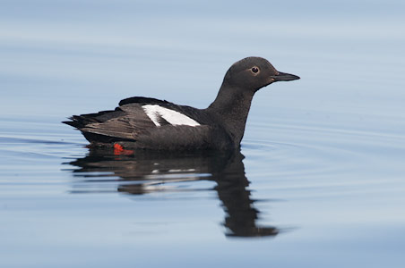 Pigeon Guillemot (Cepphus columba) photo image