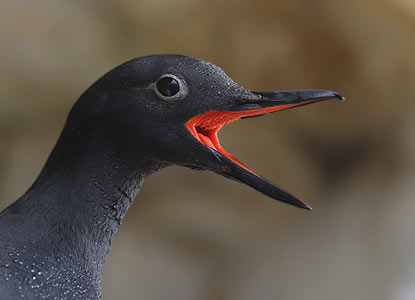 Pigeon Guillemot (Cepphus columba) photo image