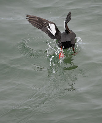 Pigeon Guillemot (Cepphus columba) photo