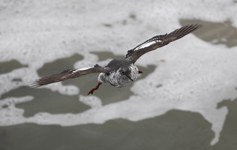 Pigeon Guillemot (Cepphus columba) photo image