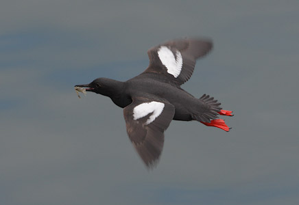Pigeon Guillemot (Cepphus columba) photo image