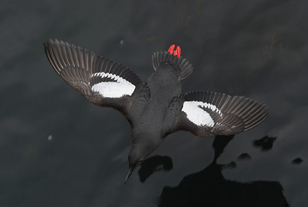 Pigeon Guillemot (Cepphus columba) photo image