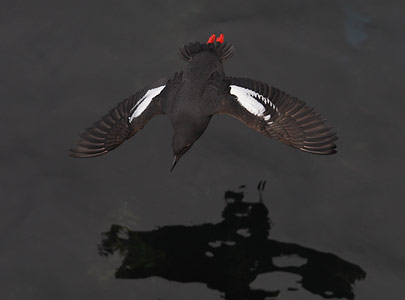 Pigeon Guillemot (Cepphus columba) photo image