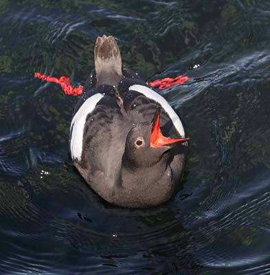 Pigeon Guillemot (Cepphus columba) photo image