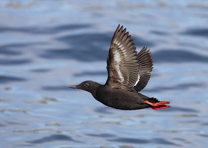Pigeon Guillemot (Cepphus columba) photo image