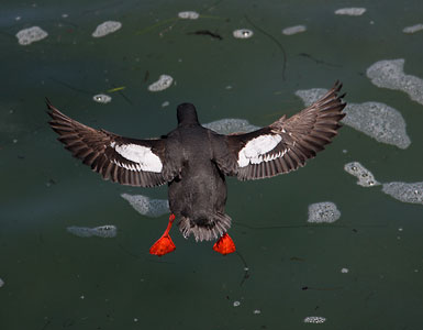 Pigeon Guillemot (Cepphus columba) photo image