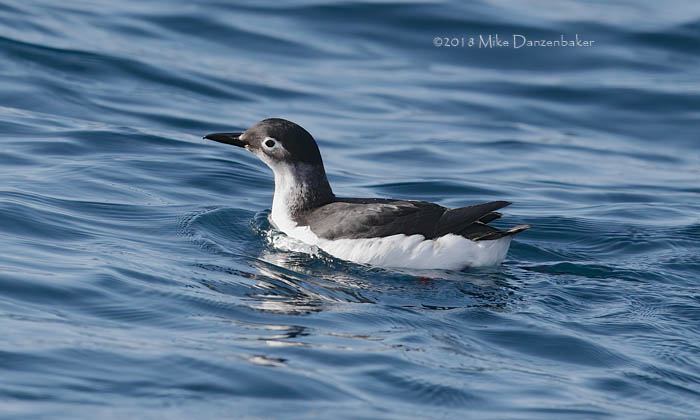 Spectacled Guillemot (Cepphus carbo) photo