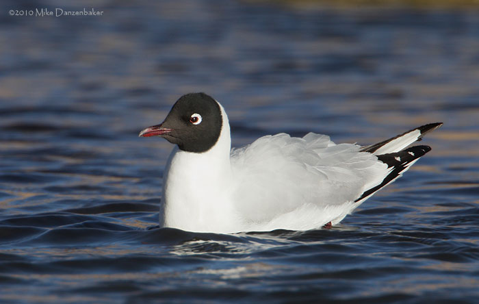 Andean Gull (Larus serranus) photo