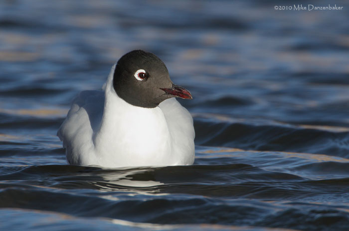Andean Gull (Larus serranus) photo