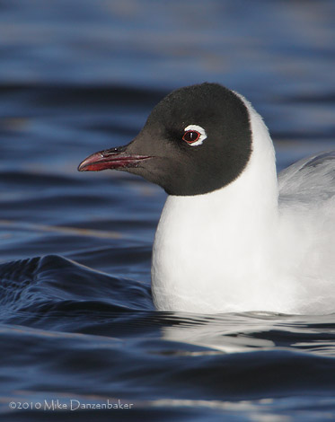 Andean Gull (Larus serranus) photo