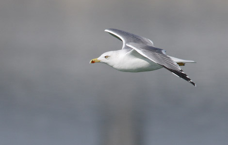 Armenian Gull (Larus armenicus) photo image