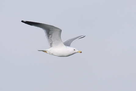 Armenian Gull (Larus armenicus) photo image