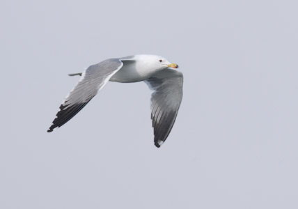 Armenian Gull (Larus armenicus) photo image