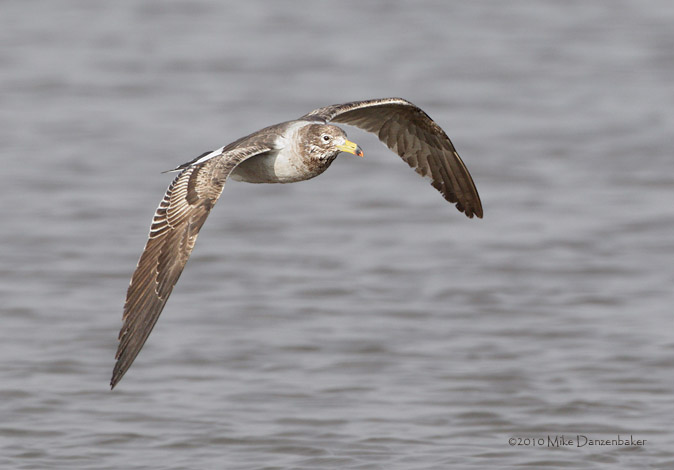 Belcher's Gull (Larus belcheri) photo image