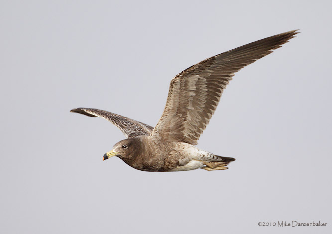 Belcher's Gull (Larus belcheri) photo image