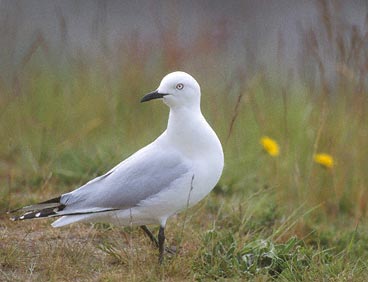 Black-billed Gull (Chroicocephalus bulleri) photo image