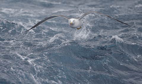 Black-tailed Gull (Larus crassirostris) photo image