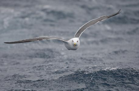 Black-tailed Gull (Larus crassirostris) photo image