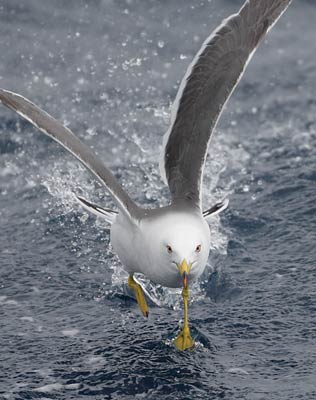 Black-tailed Gull (Larus crassirostris) photo image