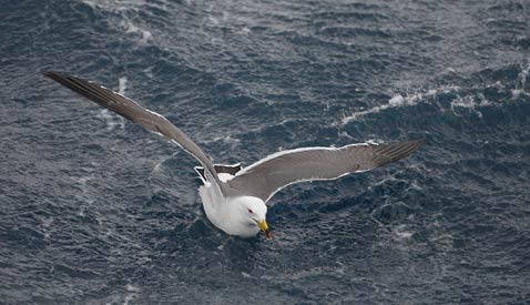 Black-tailed Gull (Larus crassirostris) photo image
