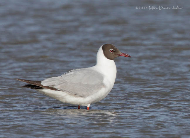 Brown-headed Gull (Chroicocephalus brunnicephalus) photo