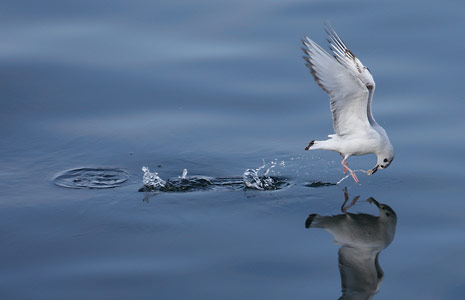 Bonaparte's Gull (Chroicocephalus philadelphia) photo image