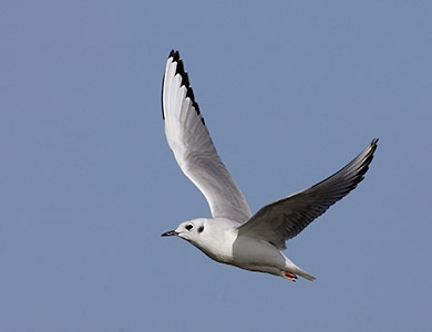 Bonaparte's Gull (Chroicocephalus philadelphia) photo image