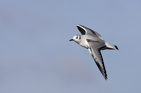 Bonaparte's Gull (Chroicocephalus philadelphia) photo image
