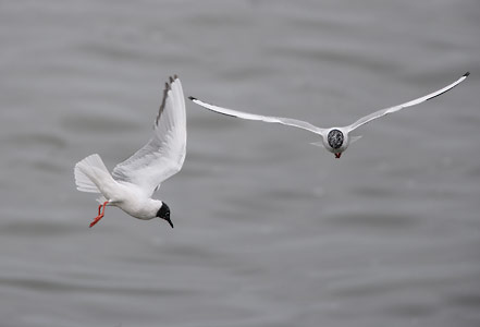 Bonaparte's Gull (Chroicocephalus philadelphia) photo image