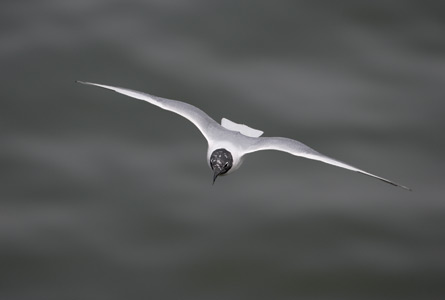 Bonaparte's Gull (Chroicocephalus philadelphia) photo image